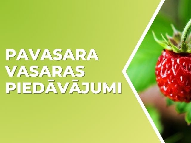 Pavasara–vasaras piedāvājumi 2025